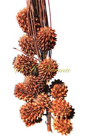  Cluster of Infructescences